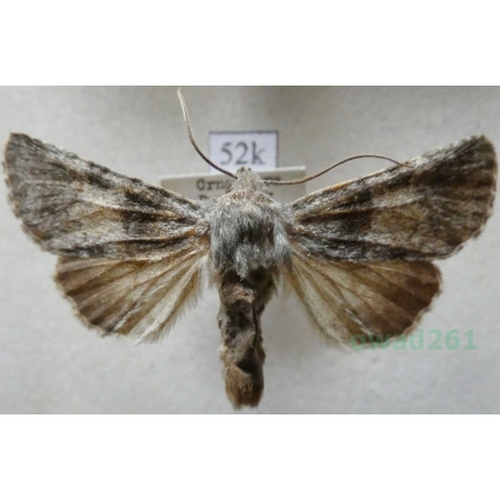 Hadena caesia (Denis & Schiffermüller, 1775) Montenegro52k